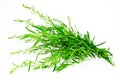 Tarragon Royalty Free Stock Photo