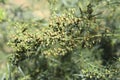 Tarragon, also known as estragon. Branch of tarragon herb with unripe fruits on blurred background