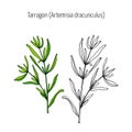 Tarragon, aromatic kitchen herb