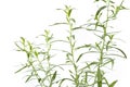 Tarragon, Artemisia Dracunculus