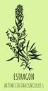 Tarragon or artemisia dracunculus, aromatic kitchen and medicinal herb. Hand drawn botanical illustration