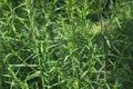 Tarragon - Artemisia dracunculus Royalty Free Stock Photo