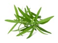 Tarragon