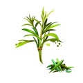 Tarragon Artemisia dracunculus Isolated on white background. Estragon. Cultivated for culinary and medicinal purposes. Fresh and