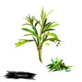 Tarragon Artemisia dracunculus Isolated on white background. Estragon. Cultivated for culinary and medicinal purposes. Fresh and