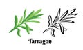Tarragon branch isolated on white background. Vector color illustration of fragrant green estragon leaf