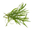 Tarragon branches on a white background Royalty Free Stock Photo