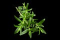 Tarragon bunch closeup Royalty Free Stock Photo