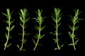 Tarragon bunch closeup Royalty Free Stock Photo