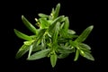 Tarragon bunch closeup Royalty Free Stock Photo