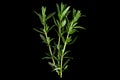 Tarragon bunch closeup Royalty Free Stock Photo