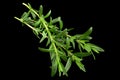 Tarragon bunch closeup Royalty Free Stock Photo