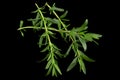 Tarragon bunch closeup Royalty Free Stock Photo