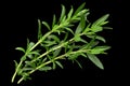 Tarragon bunch closeup Royalty Free Stock Photo