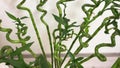 Tarragon, closeup of green fresh herb in sprin