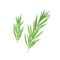 Tarragon or estragon branch with leaves, vector illustration on white background