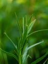 Tarragon or Estragon green herb leaves growing from the soil in the garden. Medicinal and food plant Artemisia Royalty Free Stock Photo