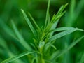 Tarragon or Estragon green herb leaves growing from the soil in the garden. Medicinal and food plant Artemisia Royalty Free Stock Photo