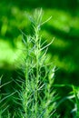 Tarragon estragon in the garden