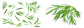 tarragon or estragon isolated on a white background. Artemisia dracunculus Royalty Free Stock Photo