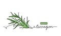 Tarragon, estragon leaves simple vector sketch drawing. One continuous line art illustration for herb label design with