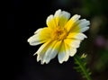 Tarragon flower