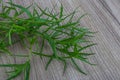 Tarragon Royalty Free Stock Photo