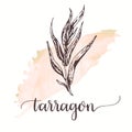 Tarragon hand drawn sketch on watercolor paint.Vector design for tags, cards, packaging, promo