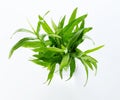 Tarragon herb Royalty Free Stock Photo