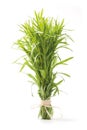 Tarragon herb bunch Royalty Free Stock Photo