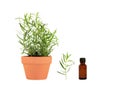 Tarragon Herb Essential Oil Royalty Free Stock Photo