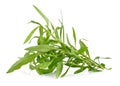 Tarragon herbs on white background Royalty Free Stock Photo