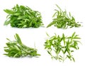 Tarragon herbs on white background Royalty Free Stock Photo