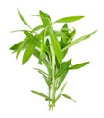 Tarragon herbs on white background Royalty Free Stock Photo