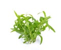 Tarragon herbs on white background Royalty Free Stock Photo