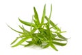 Tarragon isolated on a white background. Artemisia dracunculus Royalty Free Stock Photo