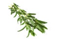 Tarragon leaf bunch closeup Royalty Free Stock Photo