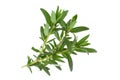 Tarragon leaf bunch closeup Royalty Free Stock Photo
