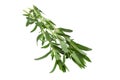 Tarragon leaf bunch closeup Royalty Free Stock Photo