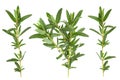 Tarragon leaf bunch collection Royalty Free Stock Photo