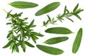 Tarragon leaf collection closeup Royalty Free Stock Photo