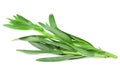 Tarragon leaves isolated on white background. Artemisia dracunculus Royalty Free Stock Photo