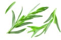 Tarragon leaves isolated on white background. Artemisia dracunculus. top view Royalty Free Stock Photo