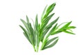 Tarragon leaves isolated on white background. Artemisia dracunculus. top view Royalty Free Stock Photo