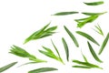 Tarragon leaves isolated on white background. Artemisia dracunculus. top view Royalty Free Stock Photo