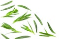 Tarragon leaves isolated on white background. Artemisia dracunculus. top view Royalty Free Stock Photo