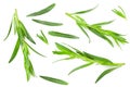 Tarragon leaves isolated on white background. Artemisia dracunculus. top view Royalty Free Stock Photo