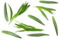 Tarragon leaves isolated on white background. Artemisia dracunculus. top view Royalty Free Stock Photo