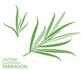 Tarragon. plants on white background