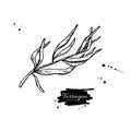 Tarragon vector hand drawn illustration. Isolated spice object.
